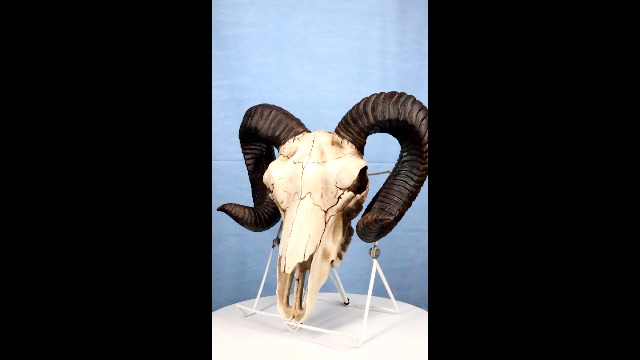 Amazon.com: Ebros Gift Rustic Western Large Bighorn Ram Sheep